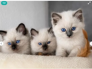 Bezaubernde Ragdoll-Kitten abzugeben!Ab Sofort Abgabebereit!