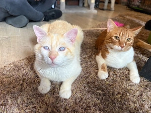 Blinder Siam Mix Kater 
