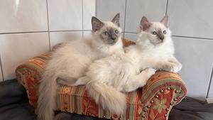 Abgabebereite extrem verschmuste liebe wunderschöne Heilige Birma Kitten