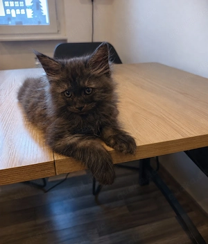 Maine Coon