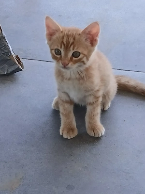 Junge Katzen abzugeben