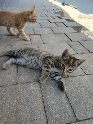Junge Katzen abzugeben