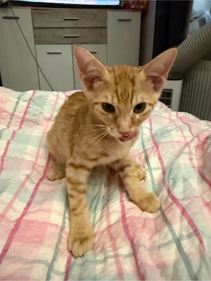 14 wochen alte kitten zu verkaufen 