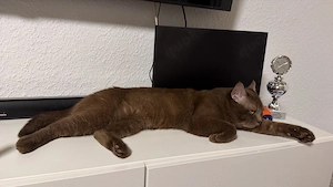 Bkh kater braun