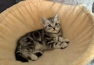Wunderschöne BKH Kitten 