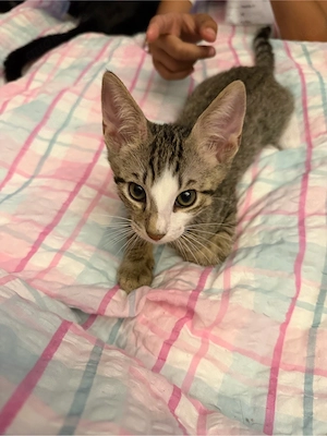 14 wochen alte kitten zu vekaufen 