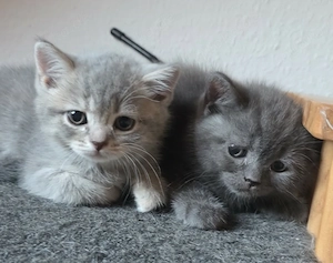 Abgabebereite Reinrassige Britisch Kurzhaar (BKH) Kitten