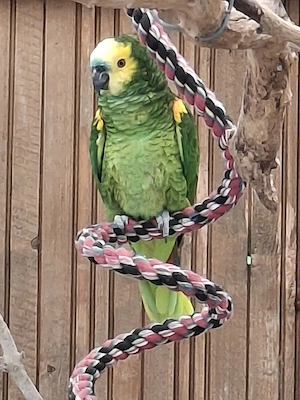 Blaustirnamazone männlich