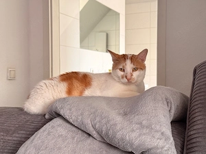 kater abzugeben Bild 5