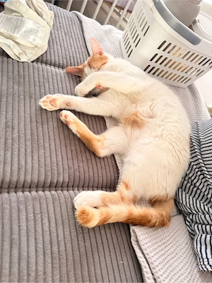 kater abzugeben Bild 6