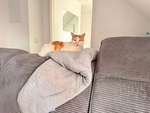 kater abzugeben Bild 4