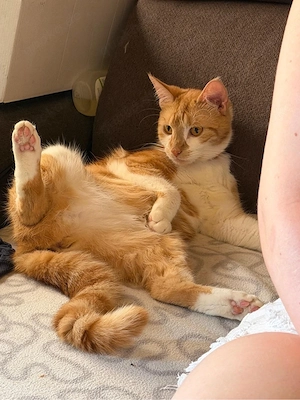 maine coon mix 