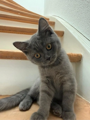 Bkh Katze 