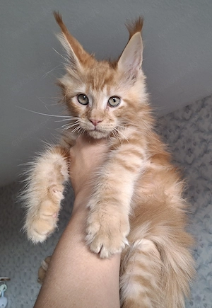 Maine Coon Kitten mit Stammbaum 