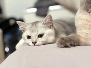 kleines Kätzchen sucht ein liebevolles neues Zuhause