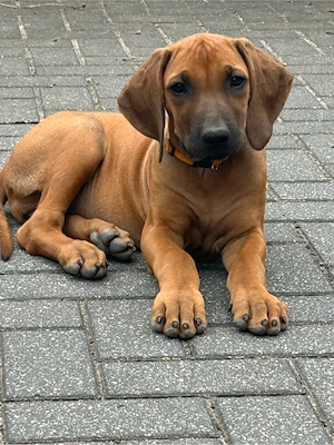 Rhodesian Ridgeback Welpe