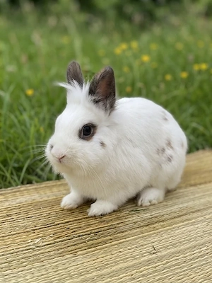 Kastriert Löwenkopf Zwergkaninchen Rammler Zahm Hase Erwachsenes Kaninchen