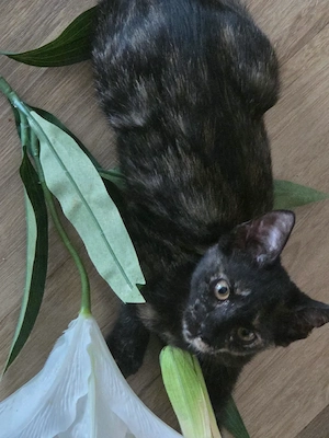 11 Katzen Kitten abzugeben 