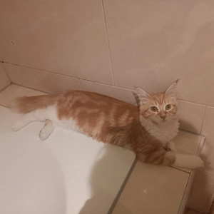 Maine Coon Mix 