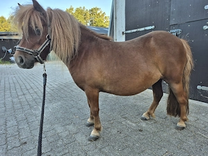 Mini Shetty Stute