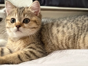 Wunderschöne kleine Katze sucht ein liebevolles Zuhause 