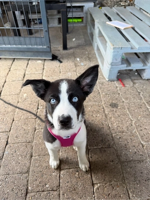  Liebevolles Zuhause für eine kleine Australian-Shepherd-Husky-Mix-Hündin gesucht