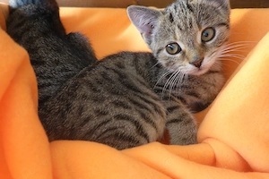 Verschmuste BKH Mix Kitten , Katzenbabys , sehr schöne Fellzeichnung