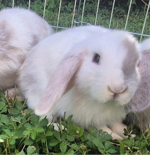 Mini Lop zu verkaufen   