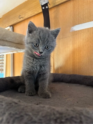 bkh mix kitten 