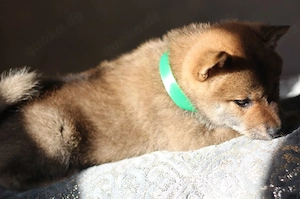 YUKI Shiba Inu  Rüde