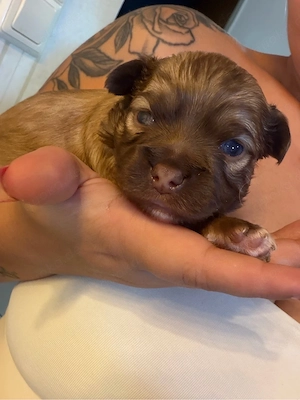 zwei chihuahua rüden 