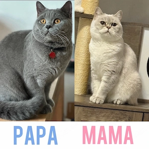 Wunderschöne Britisch Kurzhaar (BKH) Kitten  Bild 5