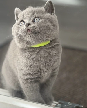 Wunderschöne Britisch Kurzhaar (BKH) Kitten  Bild 4