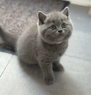 Wunderschöne Britisch Kurzhaar (BKH) Kitten  Bild 2