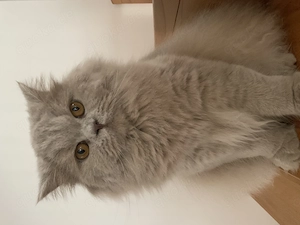 Britisch Langhaar Katze lilac weiblich kastriert mit Stammbaum