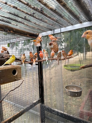 Kanarienvögel zu verkaufen 