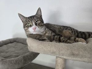 Kater kastriert und gern auch mal draußen 