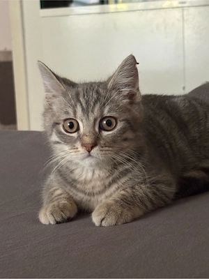 Junge Katze 21 wochen 