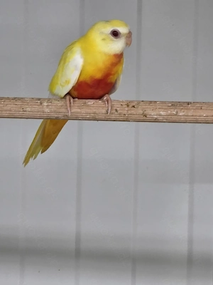 Glanzsittich  Lutinorotbauch