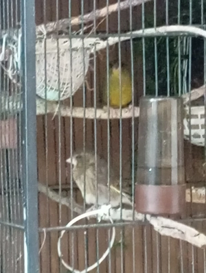kanarienVogel paar grüne Farben 