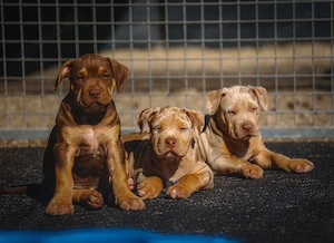 American Bully Xl  Welpen 