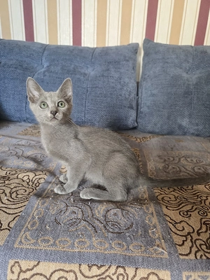Abgabebereit Russisch Blau Katerchen mit Stammbaum Elteren 8 Tests