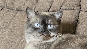 BKH-Deckkater (Seal-Point) mit strahlend blauen Augen