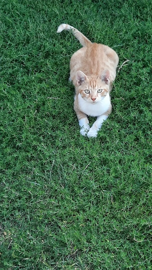 Katzenbabys suchen liebevolles Zuhause 
