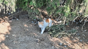Katzenbabys suchen liebevolles Zuhause 