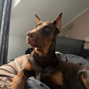 Dobermann Rüde