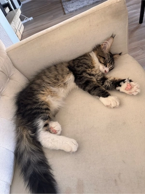 Main Coon Kitten Kater