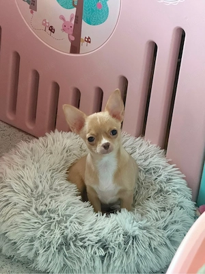 Chihuahua Hündin Kurzhaar