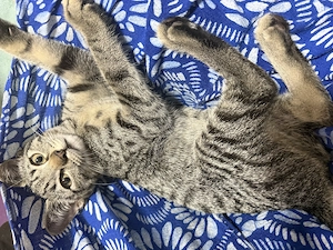 2 Kitten zu verkaufen zusammen 
