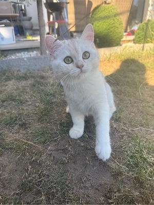 reinrassiger BKH blue light golden Kater